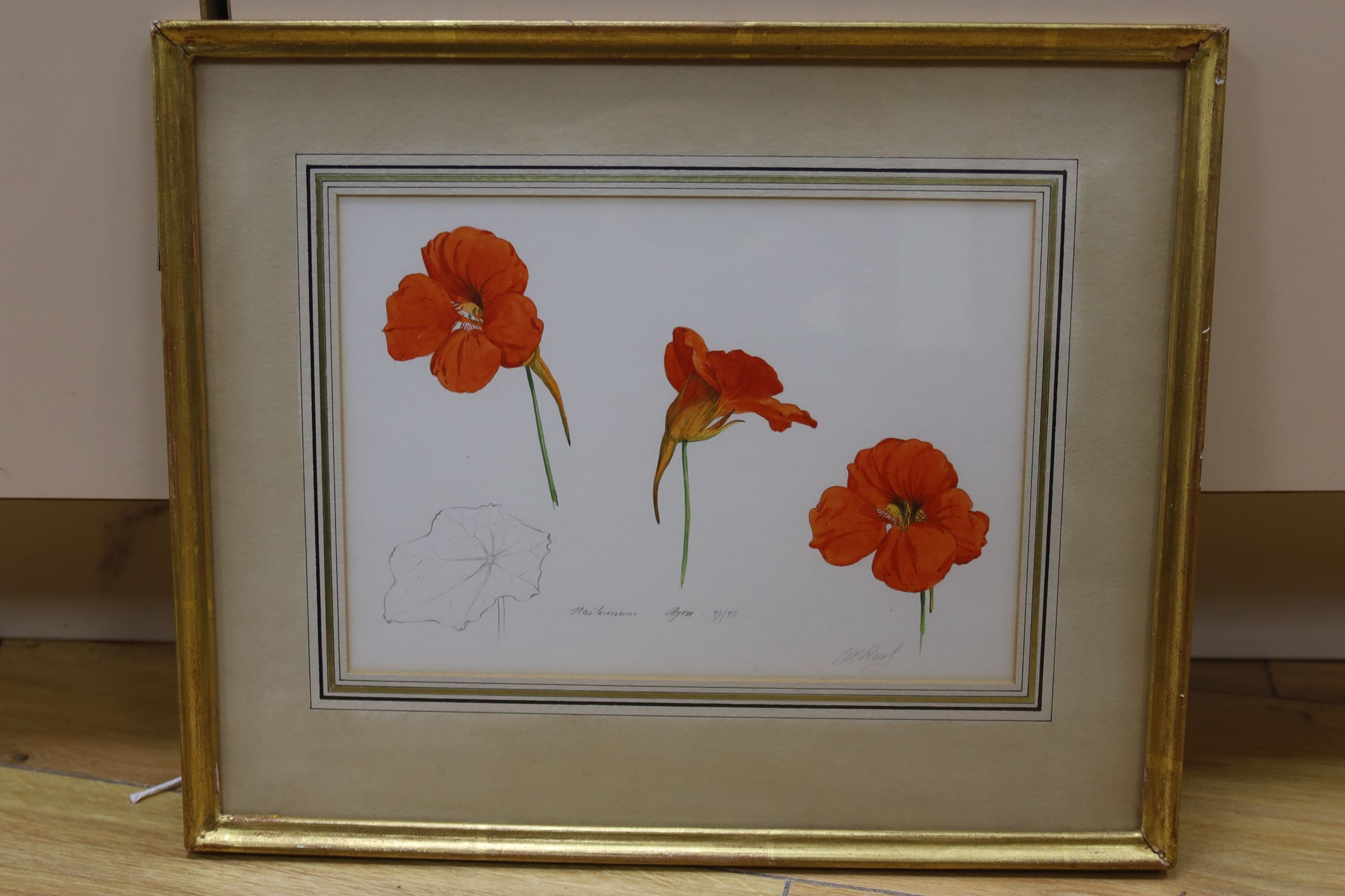 Graham Rust (1942-), pencil and watercolour, Nasturtium, Agra, 7/1/75, signed with Spink label verso, 14 x 20cm